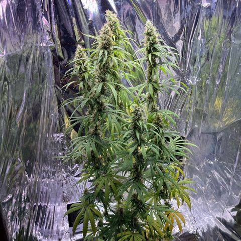 Preenseeds 2 geração  growlog timeline photo