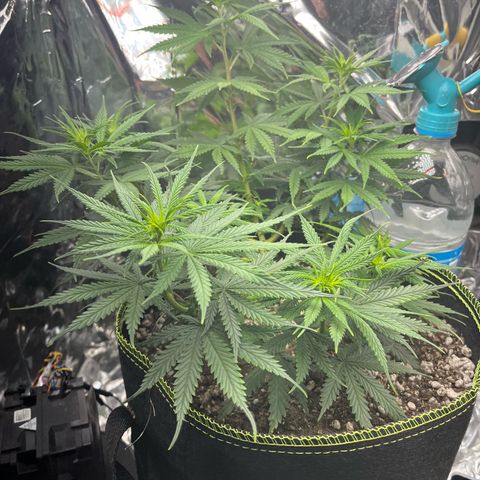 Preenseeds 2 geração  growlog timeline photo