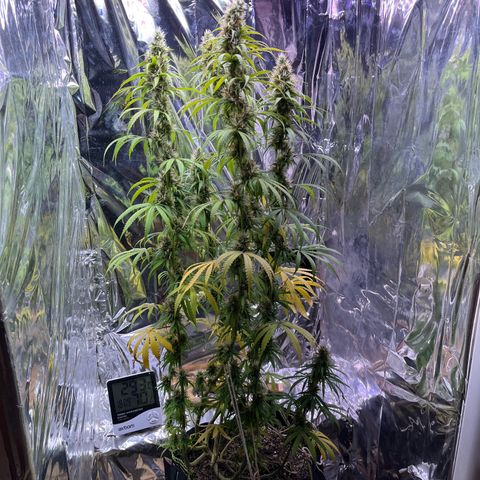 Preenseeds 2 geração  growlog timeline photo