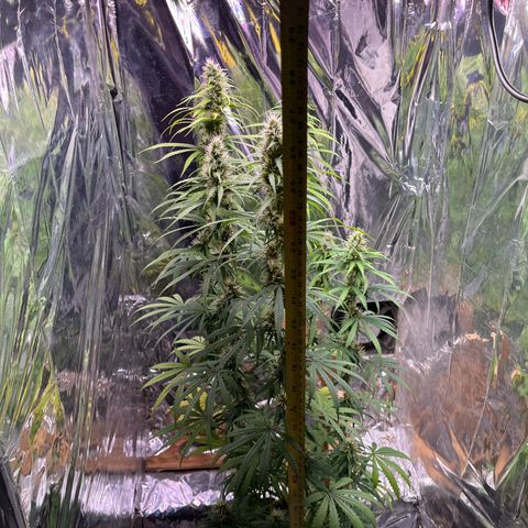 Preenseeds 2 geração  growlog timeline photo