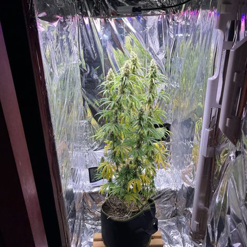 Preenseeds 2 geração  growlog timeline photo