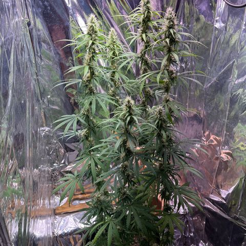 Preenseeds 2 geração  growlog timeline photo