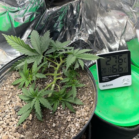Preenseeds 2 geração  growlog timeline photo