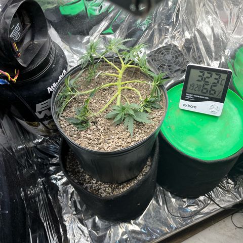Preenseeds 2 geração  growlog timeline photo