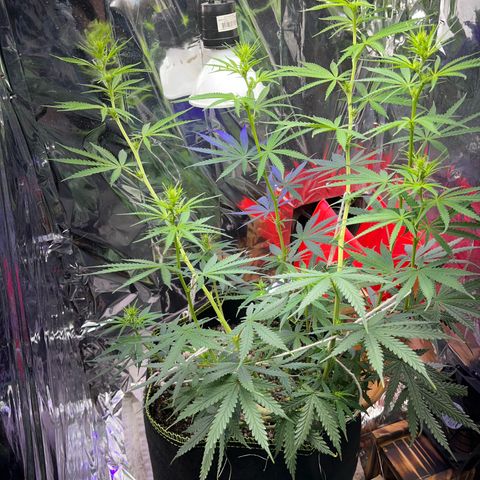 Preenseeds 2 geração  growlog timeline photo