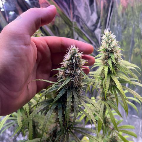 Preenseeds 2 geração  growlog timeline photo