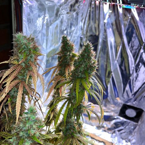 Preenseeds 2 geração  growlog timeline photo