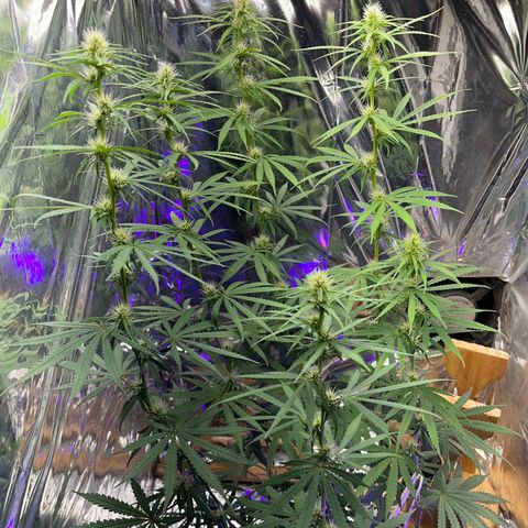 Preenseeds 2 geração  growlog timeline photo