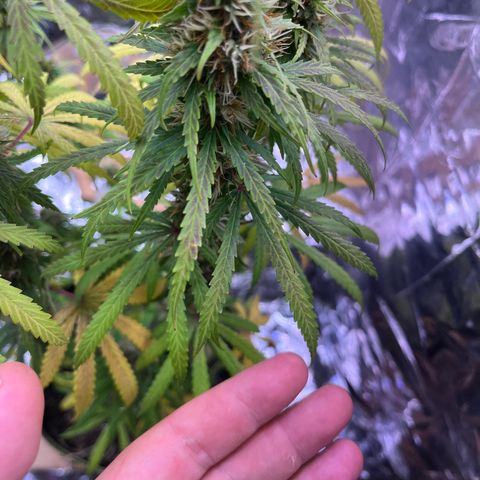 Preenseeds 2 geração  growlog timeline photo