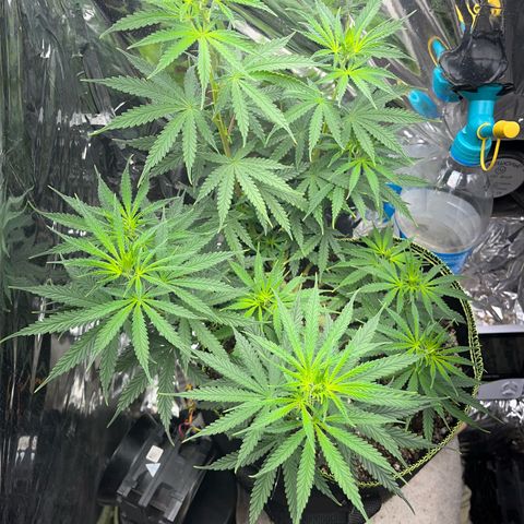 Preenseeds 2 geração  growlog timeline photo