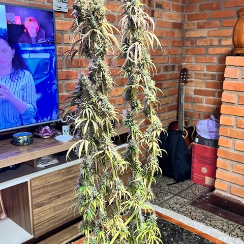 Preenseeds 2 geração  growlog timeline photo