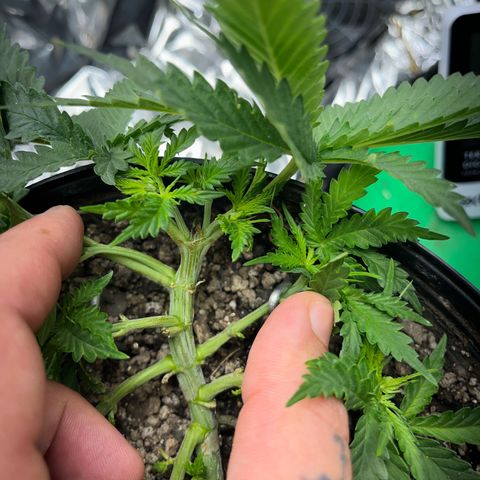 Preenseeds 2 geração  growlog timeline photo