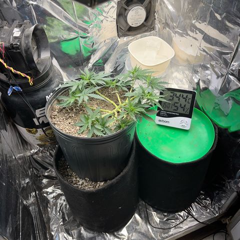 Preenseeds 2 geração  growlog timeline photo