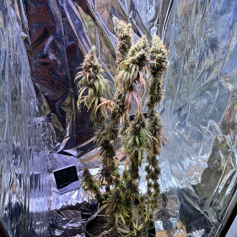 Preenseeds 2 geração  growlog timeline photo