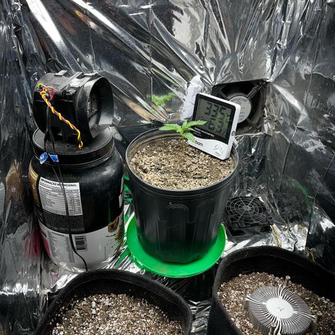 Preenseeds 2 geração  growlog timeline photo