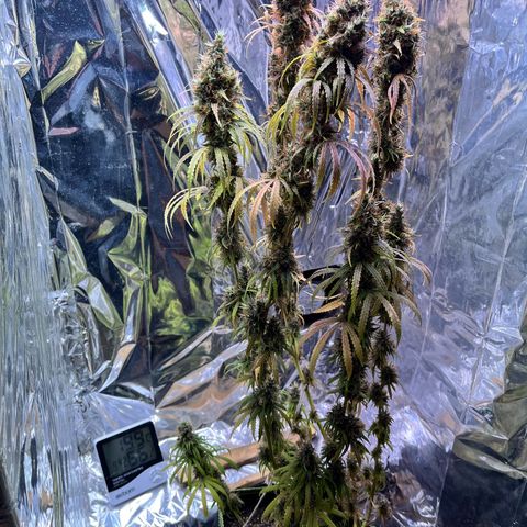 Preenseeds 2 geração  growlog timeline photo