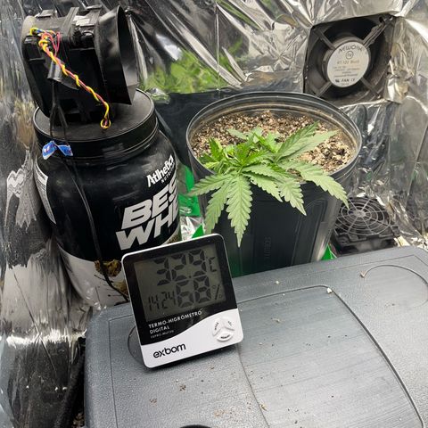Preenseeds 2 geração  growlog timeline photo