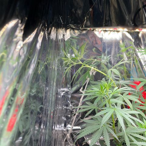 Preenseeds 2 geração  growlog timeline photo