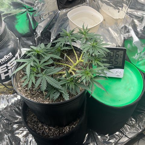 Preenseeds 2 geração  growlog timeline photo