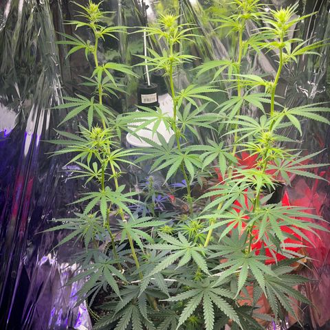 Preenseeds 2 geração  growlog timeline photo