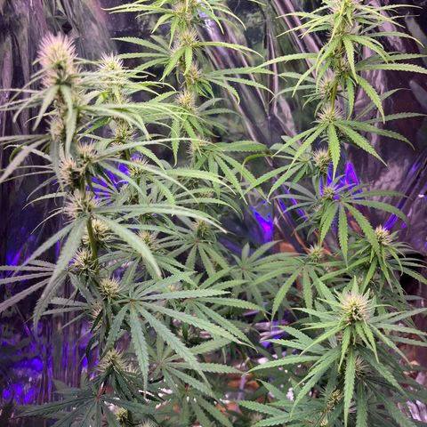 Preenseeds 2 geração  growlog timeline photo