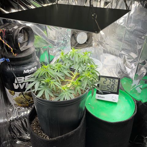 Preenseeds 2 geração  growlog timeline photo