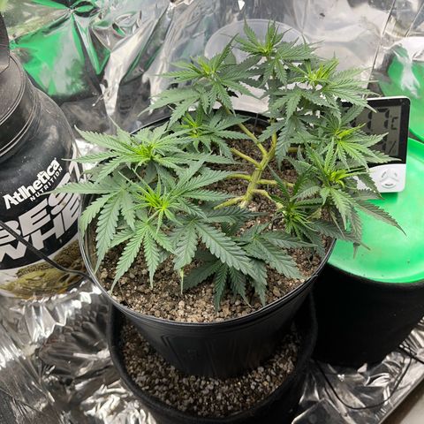 Preenseeds 2 geração  growlog timeline photo