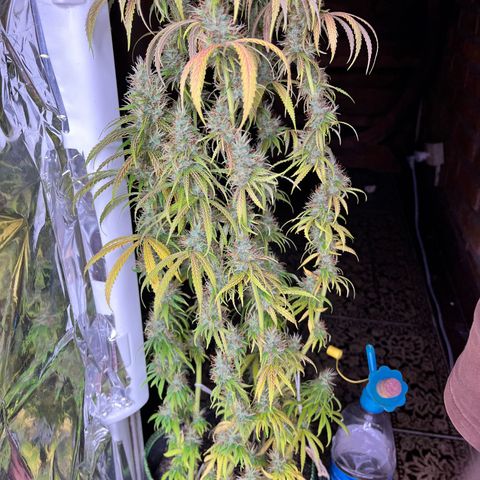 Preenseeds 2 geração  growlog timeline photo