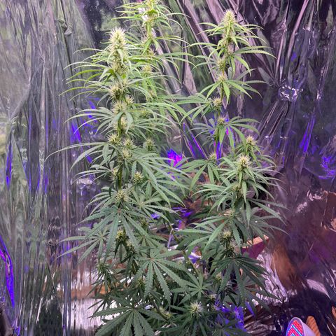 Preenseeds 2 geração  growlog timeline photo