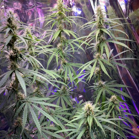 Preenseeds 2 geração  growlog timeline photo
