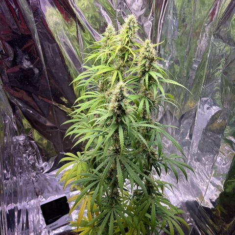 Preenseeds 2 geração  growlog timeline photo