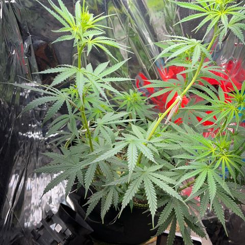 Preenseeds 2 geração  growlog timeline photo