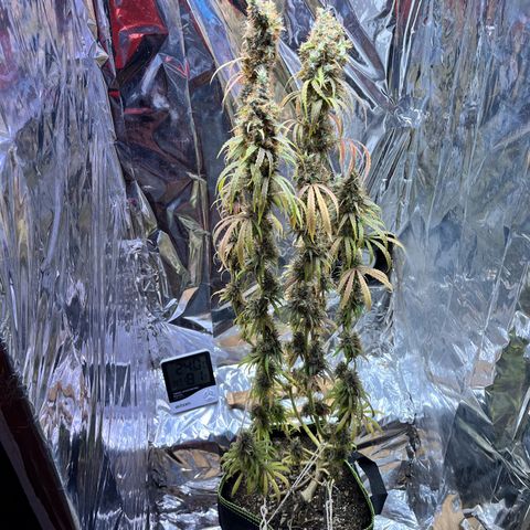 Preenseeds 2 geração  growlog timeline photo