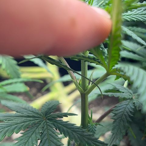 Preenseeds 2 geração  growlog timeline photo