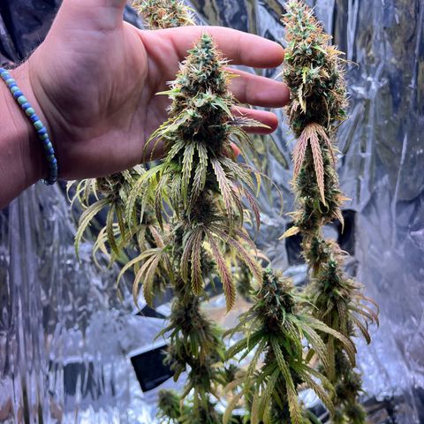 Preenseeds 2 geração  growlog timeline photo