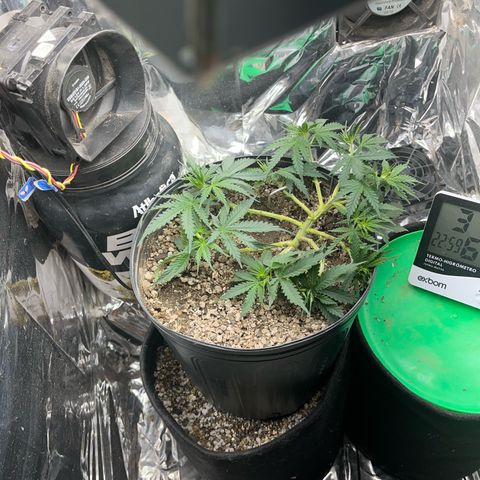 Preenseeds 2 geração  growlog timeline photo