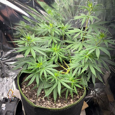 Preenseeds 2 geração  growlog timeline photo