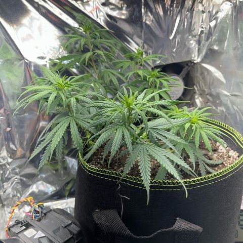 Preenseeds 2 geração  growlog timeline photo
