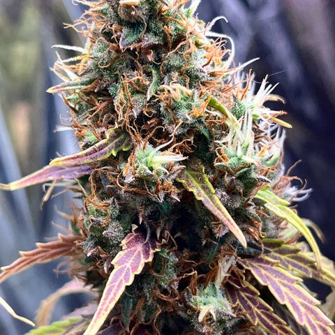 Preenseeds 2 geração  growlog timeline photo