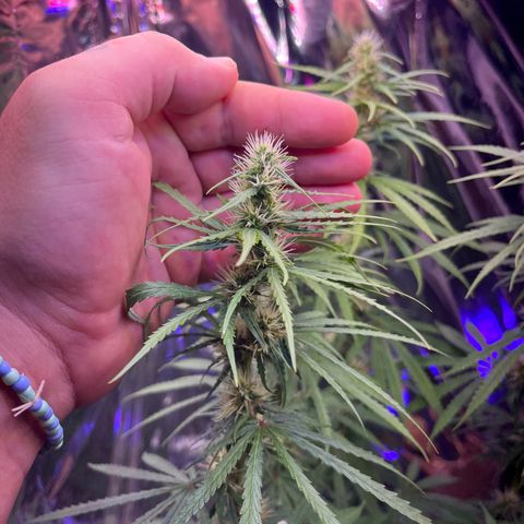 Preenseeds 2 geração  growlog timeline photo