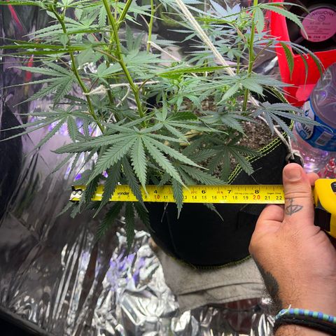 Preenseeds 2 geração  growlog timeline photo
