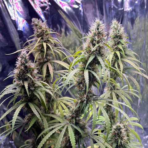Preenseeds 2 geração  growlog timeline photo