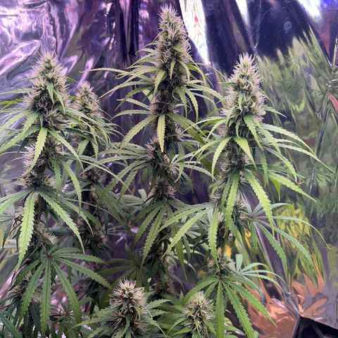 Preenseeds 2 geração  growlog timeline photo