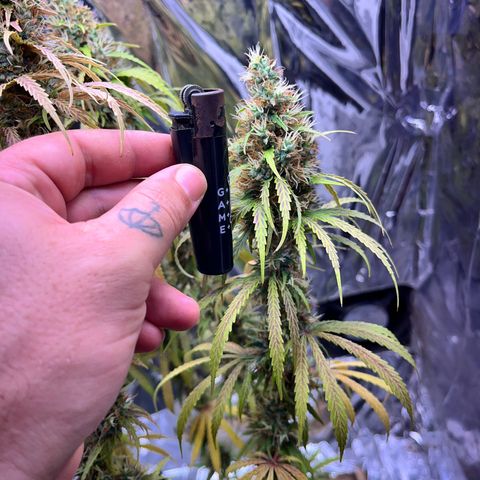 Preenseeds 2 geração  growlog timeline photo