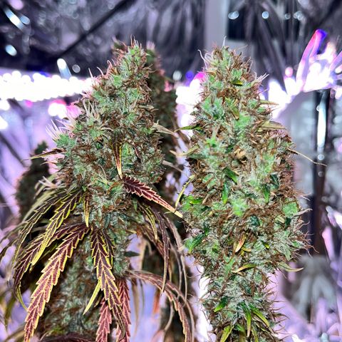 Preenseeds 2 geração  growlog timeline photo