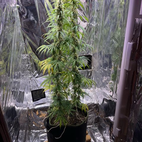Preenseeds 2 geração  growlog timeline photo