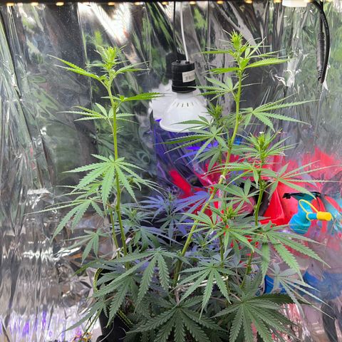 Preenseeds 2 geração  growlog timeline photo