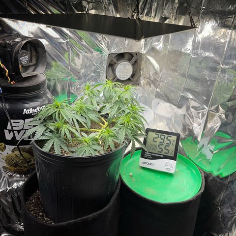 Preenseeds 2 geração  growlog timeline photo