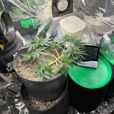 Preenseeds 2 geração  growlog timeline photo
