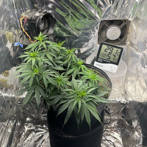 Preenseeds 2 geração  growlog timeline photo